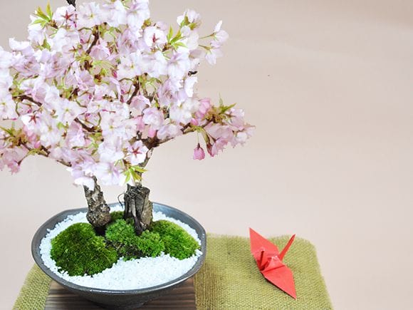 桜の2本立ち さかずきの器