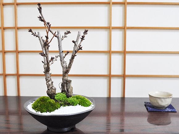 桜の2本立ち さかずきの器