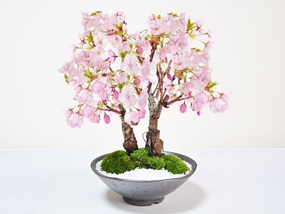 桜の2本立ち さかずきの器