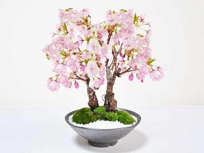 桜の2本立ち さかずきの器