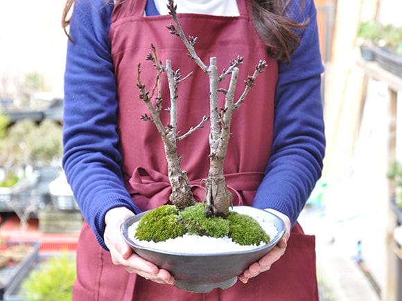 桜の2本立ち さかずきの器