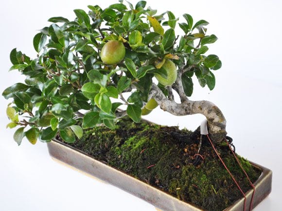 三河盆栽 トキワ柿 盆栽 11 フラワー・ガーデニング 三河盆栽 トキワ柿