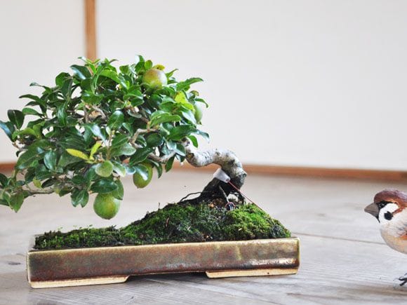 トキワ柿 1点もの No.285の盆栽を販売｜講座は盆栽妙 – 盆栽妙 本店