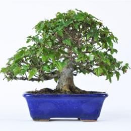 楓　1点もの　No.286