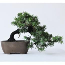 杜松　1点もの　No.287