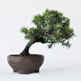 杜松　1点もの　No.288