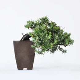 杜松　1点もの　No.289