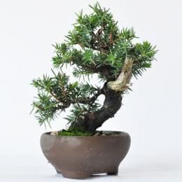 杜松　1点もの　No.290