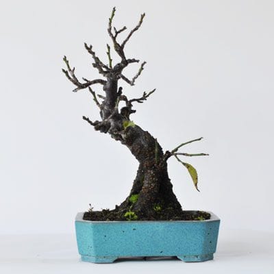 梅(八重)　1点もの　No.292