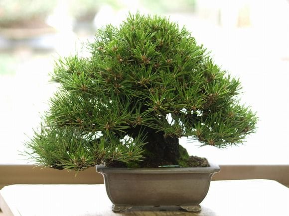 クロマツ　1点もの No.41