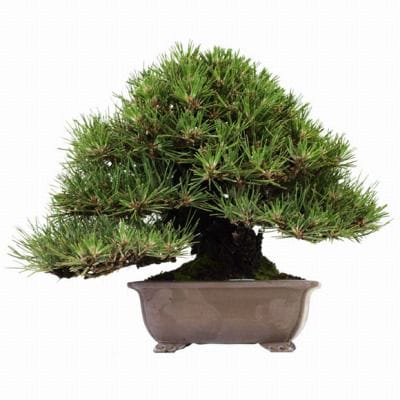 クロマツ　1点もの No.41