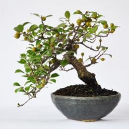 岩づる梅　1点もの　No.295