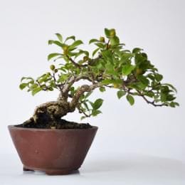 岩づる梅　1点もの　No.296