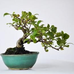 岩づる梅　1点もの　No.297