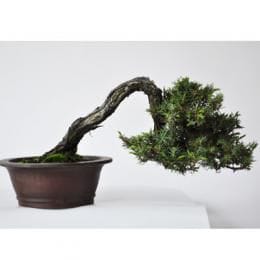 杜松　1点もの　No.298