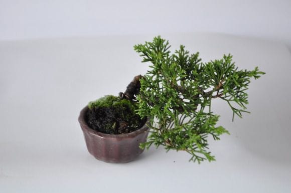 真柏 1点もの No.301の盆栽を販売｜講座は盆栽妙 – 盆栽妙 本店