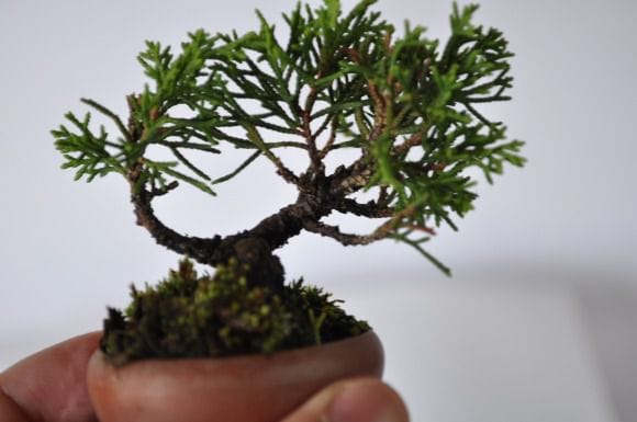 真柏 1点もの No.302の盆栽を販売｜通信教育の盆栽妙 – 盆栽妙 本店