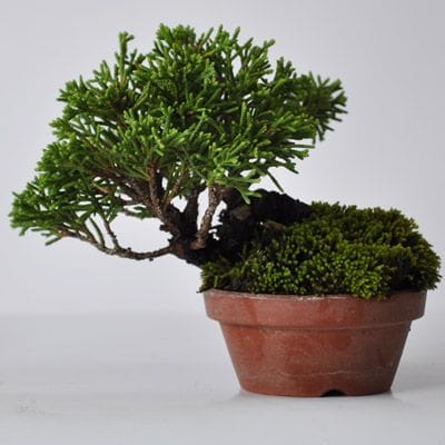 真柏　1点もの　No.303