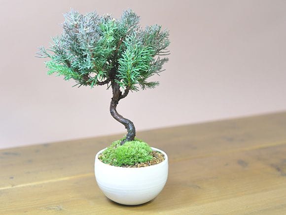 田中みな実アナも大好きな盆栽 真柏の盆栽を販売｜入門は盆栽妙 – 盆栽