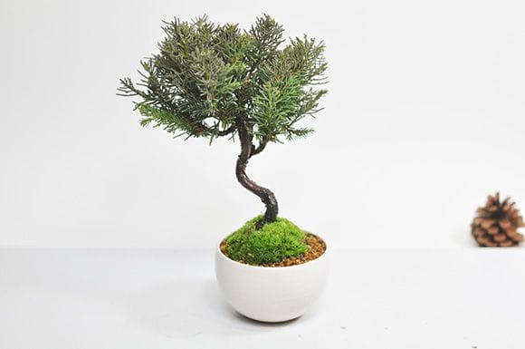 田中みな実アナも大好きな盆栽 真柏の盆栽を販売｜入門は盆栽妙 – 盆栽