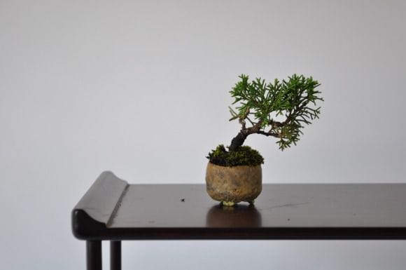 田中みな実アナも大好きな盆栽 真柏の盆栽を販売｜入門は盆栽妙 – 盆栽