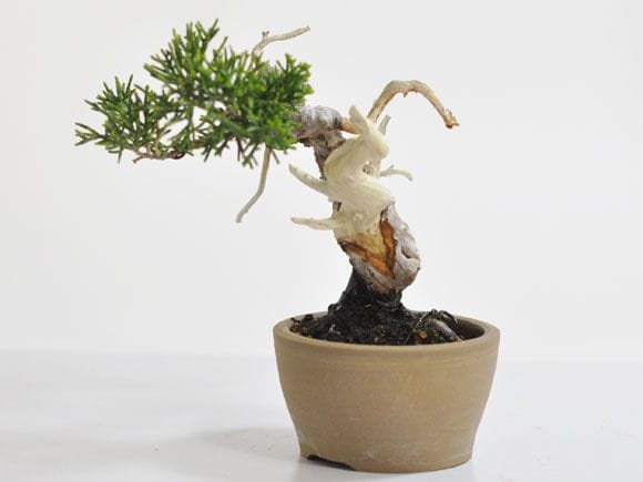 盆栽素材 真柏1 成長中♥ 真柏 1点もの No.306の