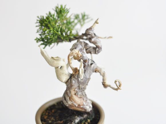 真柏 1点もの No.306の盆栽を販売｜入門は盆栽妙 – 盆栽妙 本店