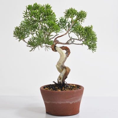 真柏　1点もの　No.307