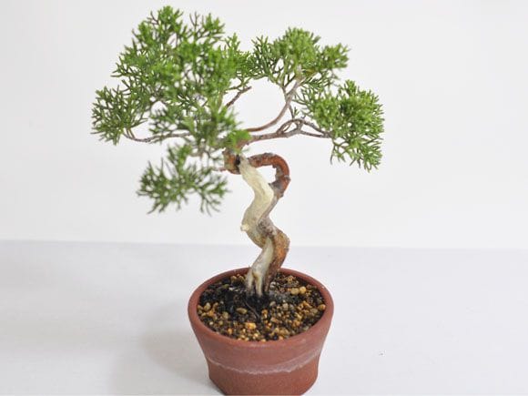 F*1様 盆栽 真柏小品 樹高鉢底より17cm 真柏盆栽 | 盆栽工房WABI
