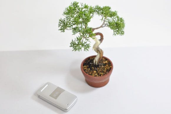 真柏 真柏 1点もの No.307の盆栽を販売｜入門は盆栽妙 – 盆栽妙 本店