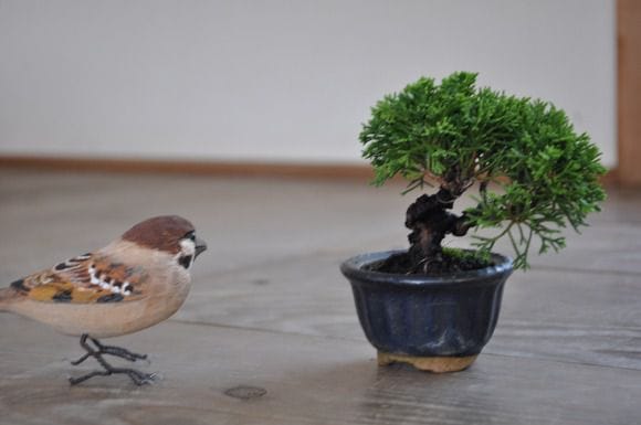 【中品　双幹　真柏盆栽】　　　　　　　　　　　　 ⭕完成品❗即飾れる一品 Yahoo!オークション - 《糸魚川真柏》糸魚川 真柏盆栽 双幹 真柏