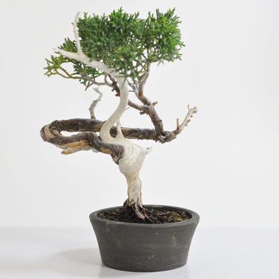 真柏　1点もの　No.308