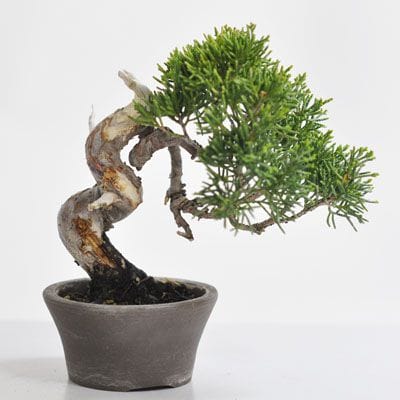 真柏　1点もの　No.309