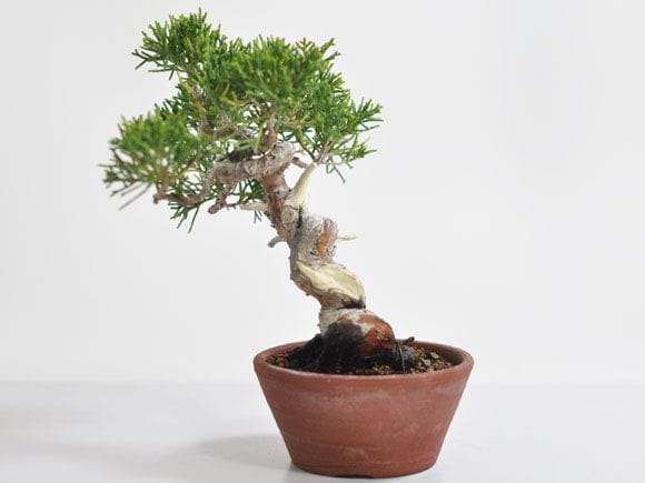 真柏 1点もの No.310の盆栽を販売｜入門は盆栽妙 – 盆栽妙 本店