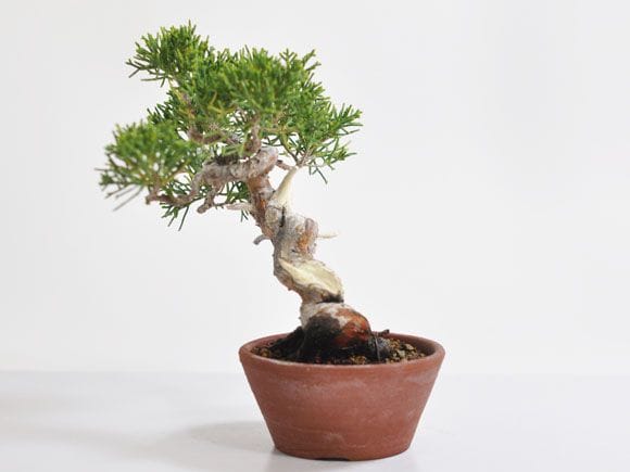 真柏 1点もの No.310の盆栽を販売｜入門は盆栽妙 – 盆栽妙 本店