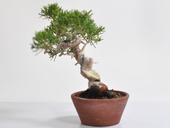 真柏 1点もの No.310の盆栽を販売｜入門は盆栽妙 – 盆栽妙 本店
