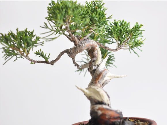 真柏 1点もの No.310の盆栽を販売｜入門は盆栽妙 – 盆栽妙 本店