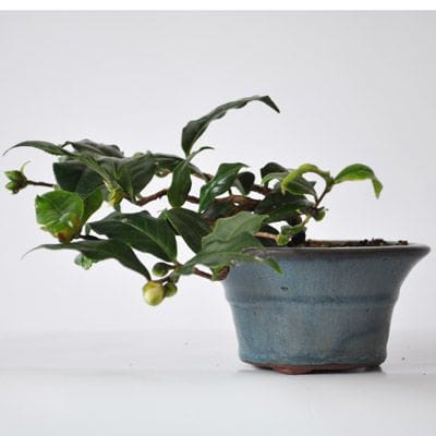 茶花つばき　1点もの　No.311