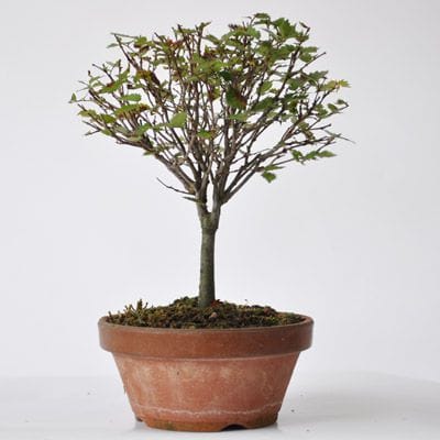 ケヤキ　1点もの　No.312