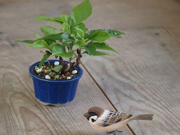 ブーゲンビリア の盆栽を販売｜父の日プレゼントの盆栽妙 – 盆栽