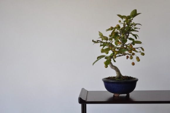 深山カイドウ 1点もの No.317の盆栽を販売｜通信教育の盆栽妙 – 盆栽妙