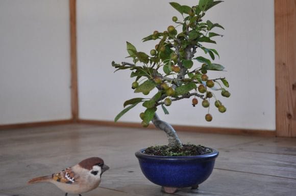 深山カイドウ 1点もの No.317の盆栽を販売｜通信教育の盆栽妙 – 盆栽妙