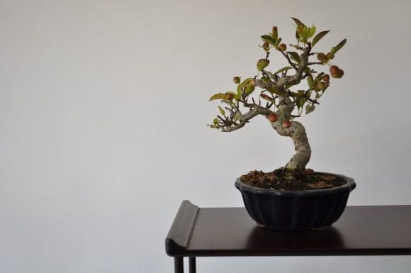 深山カイドウ 1点もの No.318の盆栽を販売｜通信教育の盆栽妙 – 盆栽妙