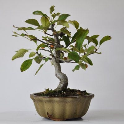 深山カイドウ　1点もの　No.319