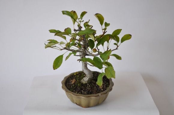 盆栽　ウメモドキ・ナツハゼ・深山カイドウ Amazon.co.jp: 深山海棠 ミヤマカイドウ カイドウ 海棠 盆栽