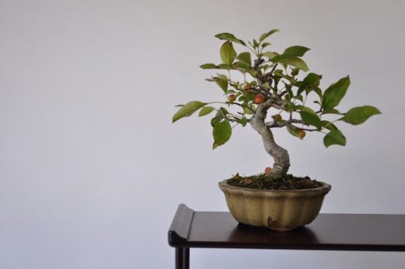 深山カイドウ 1点もの No.319の盆栽を販売｜通信教育の盆栽妙 – 盆栽妙