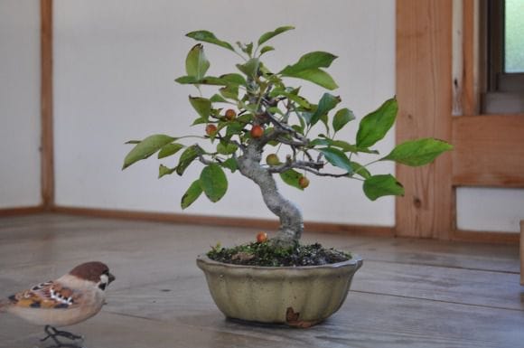深山カイドウ 1点もの No.319の盆栽を販売｜通信教育の盆栽妙 – 盆栽妙
