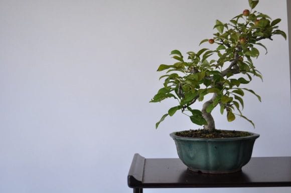 深山海棠　1点もの　No.320