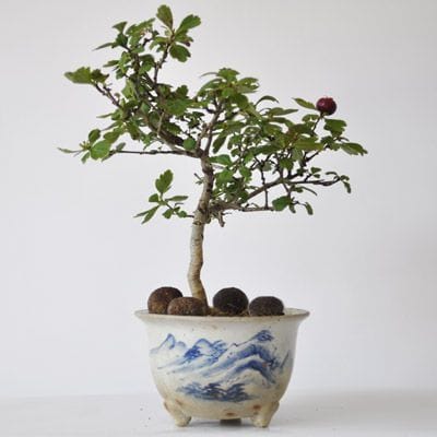 さんざし　1点もの　No.321