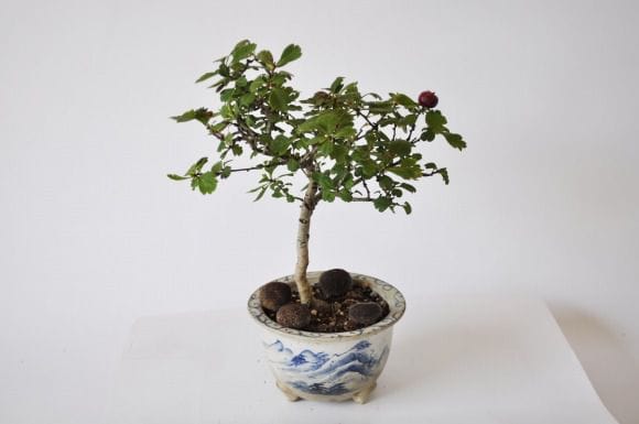 さんざし　1点もの　No.321